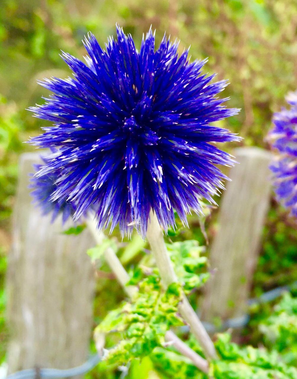 CLOSE-UP OF PURPLE FLOWERING PLANT