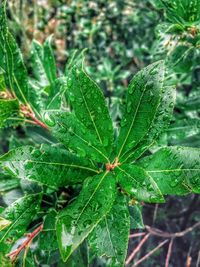 Close-up of wet plant leaves