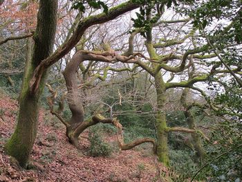 Trees in park