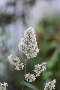 Close-up of white flowering plant on land