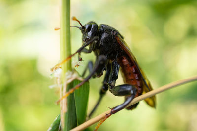 Close-up of insect on plant