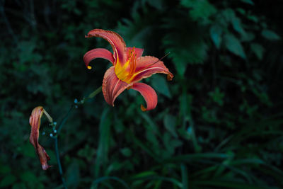Close-up of red lily in bloom