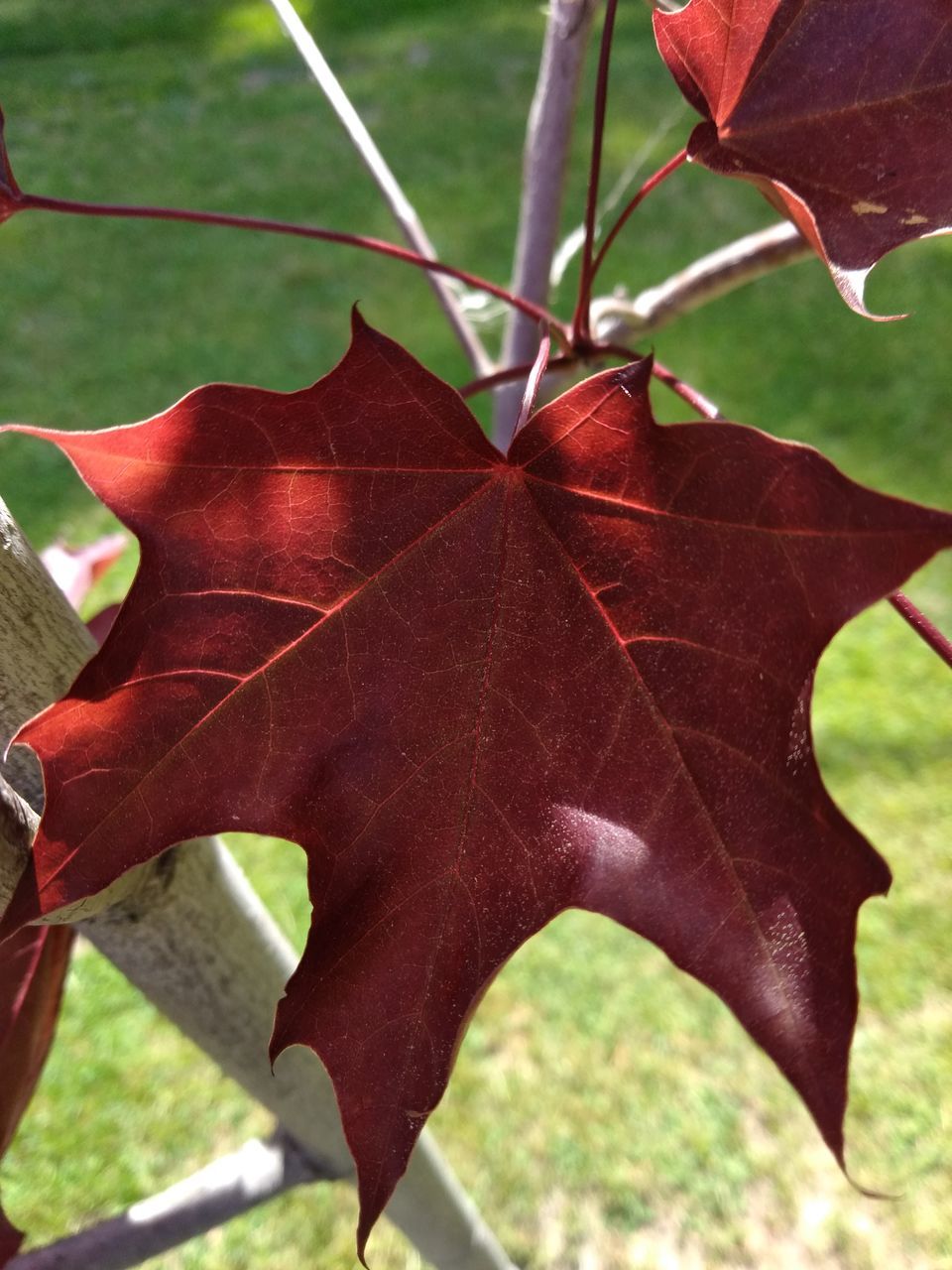 CLOSE-UP OF RED MAPLE LEAF ON TREE