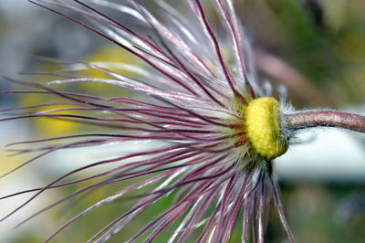 Close-up of yellow flower