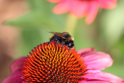 Close-up of bee pollinating on flower