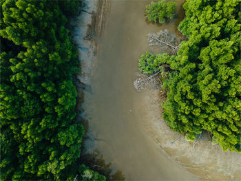 High angle view of plants by river