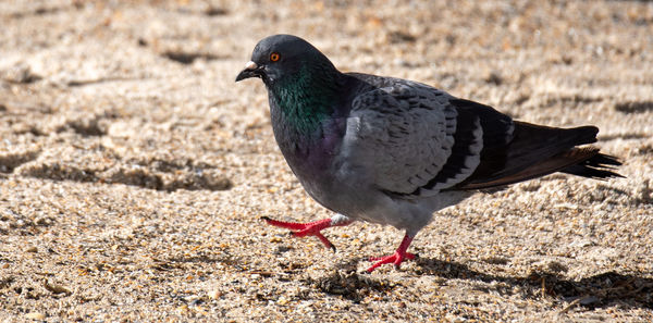 Close-up of bird perching on a field