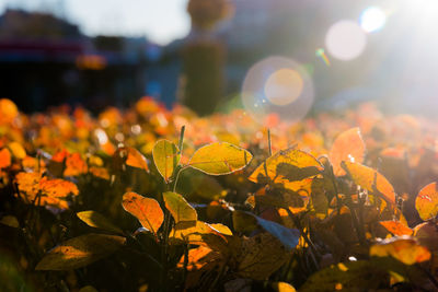 Close-up of flowers blooming outdoors