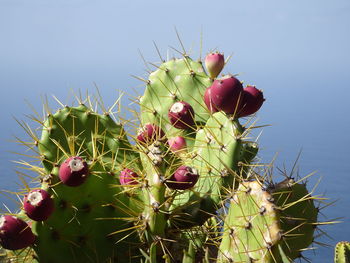 Close-up of red cactus growing on tree trunk against sky