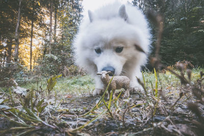 Portrait of dog in forest