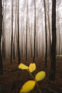 Trees in forest