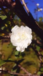 Close-up of white flower blooming outdoors