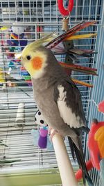 Close-up of parrot perching in cage