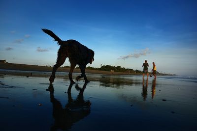 Dog with men on shore at beach against sky