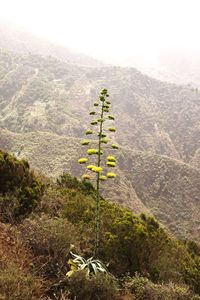 Plants growing on land