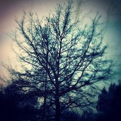 Low angle view of bare trees against sky