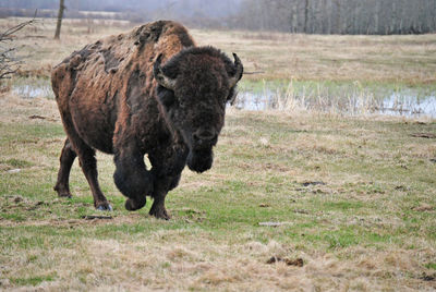 View of horse on field