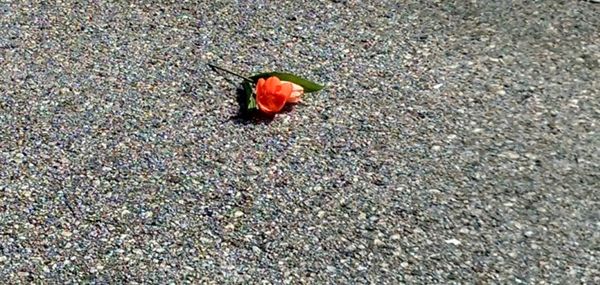 High angle view of red flower on leaf