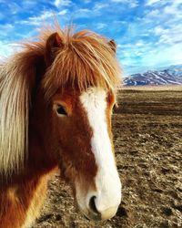 Close-up of a horse on field