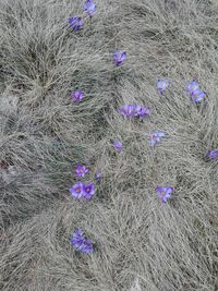 High angle view of purple flowering plant on field