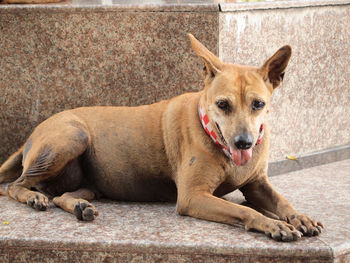 Portrait of dog resting