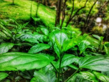 Close-up of green leaves
