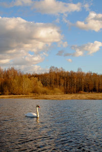 Mute swan swimming in lake against sky