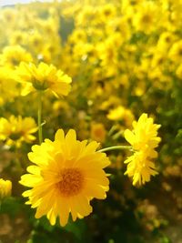 Close-up of yellow flowering plant on field