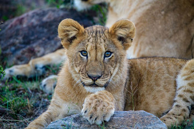 Lioness looking away