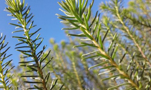 Close-up of fresh plants against clear sky
