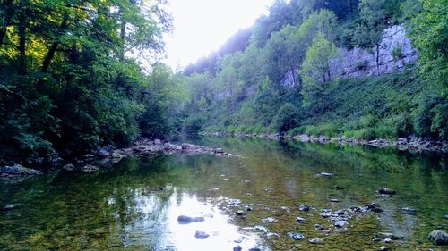 Scenic view of lake in forest