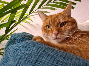 Close-up portrait of cat relaxing on plant