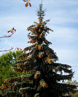 Low angle view of tree against sky