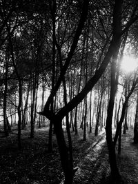 Bare trees in forest against sky