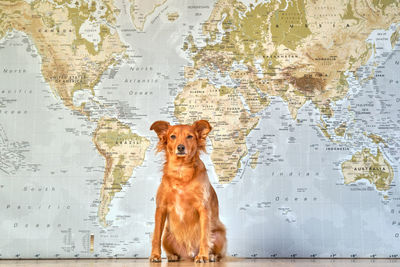 Adorable dog posing on a map of the world