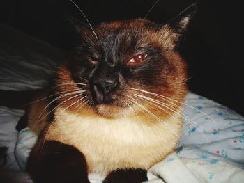 Close-up of cat on bed