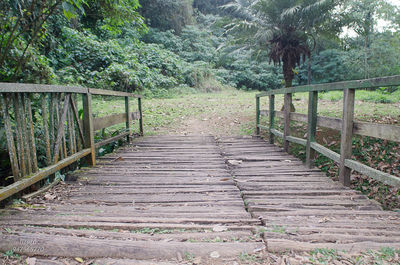 Wooden steps leading towards trees