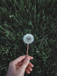 Close-up of hand holding dandelion flower