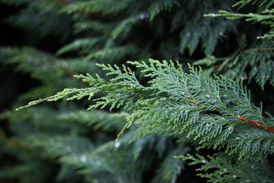 Close-up of leaves on tree