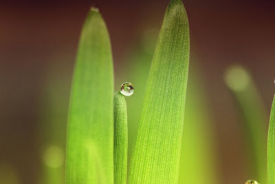 Close-up of water drops on green leaf