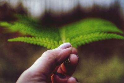 Close-up of hand holding leaves