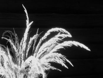 Close-up of illuminated flower at night