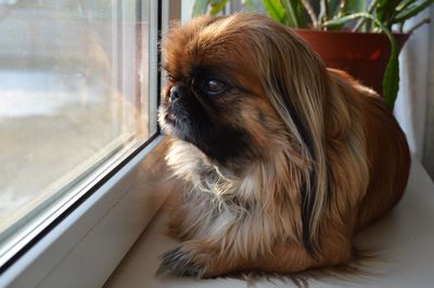 Close-up of pekingese dog sitting on a windowsill looking in window