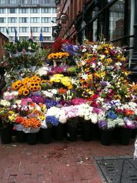Multi colored flowers in front of street