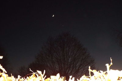 Low angle view of trees against sky at night