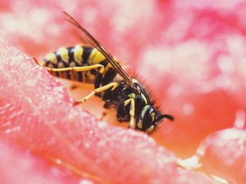 Close-up of insect on flower