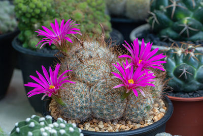 Close-up of pink flowers on potted plant