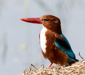 White-throated kingfisher looking away