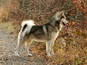 Side view of alaskan malamute standing on footpath