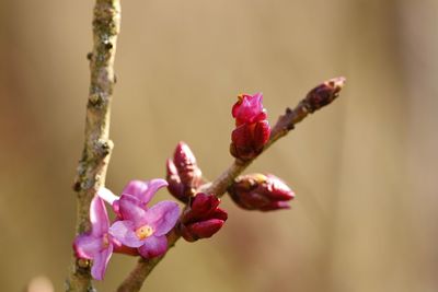 Close-up of pink flowers